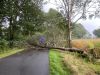 Baum auf Straße